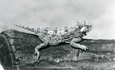 En Texas Horned Lizard / Horntoad / Hornpad / Hornpadde hviler på en tømmerstokk i London Zoo i august 1928 (s/hv-bilde) av Frederick William Bond
