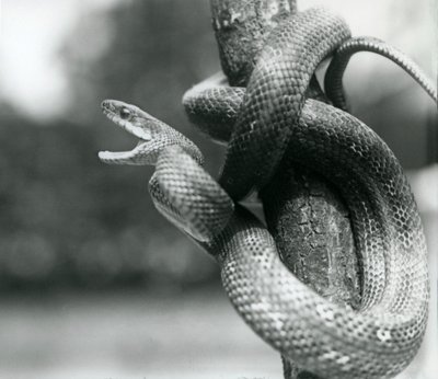 En Texas Rat Snake gaper, mens den er kveilet rundt en nesten vertikal gren, London Zoo, august 1928 (s/hv-bilde) av Frederick William Bond