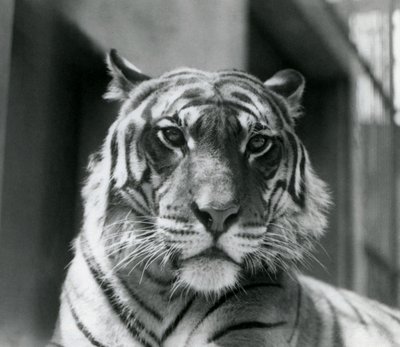 En tiger i London Zoo i juli 1924 av Frederick William Bond