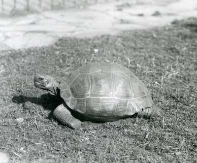 En skilpadde som står på gress i London Zoo i 1926 (s/hv-bilde) av Frederick William Bond