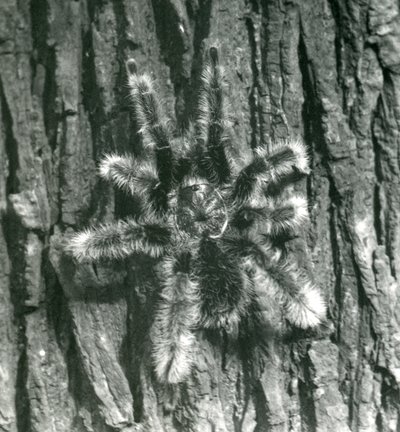 En Trinidad Chevron Tarantula på barken av en trestamme, London Zoo, oktober 1926 av Frederick William Bond