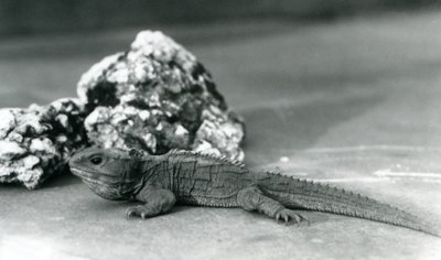 En Tuatara, liggende foran en stein, i London Zoo i 1928 (s/hv-bilde) av Frederick William Bond