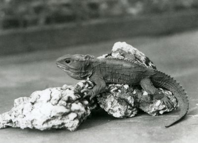 En Tuatara, liggende på en stein, i London Zoo i 1929 (s/hv-bilde) av Frederick William Bond