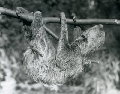En to-tået dovendyr som henger fra en avkuttet gren, London Zoo, 1927 av Frederick William Bond