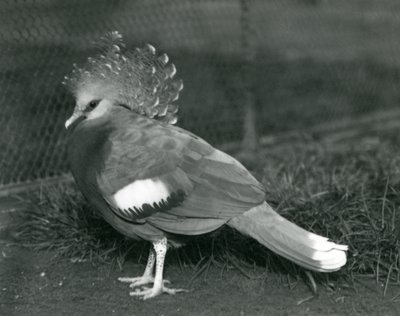 En Victoria Crowned Pigeon stående på bakken i London Zoo i september 1927 av Frederick William Bond