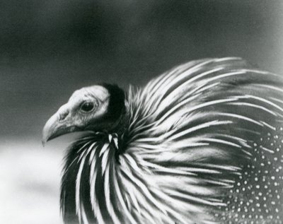 En gribbeperlefugl i London Zoo i 1927 av Frederick William Bond