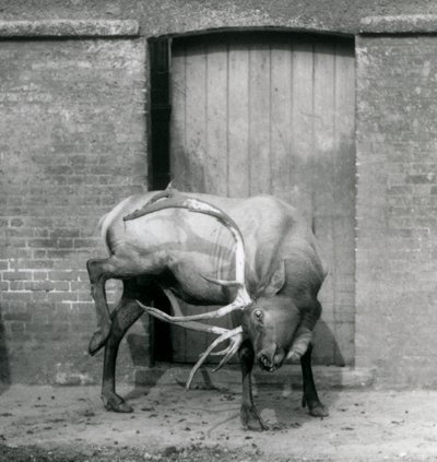 En WapitiElk-hjort som sto i innhegningen hans i London Zoo i september 1927 av Frederick William Bond