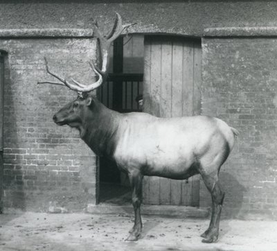 En WapitiElk-hjort som sto i innhegningen hans i London Zoo i september 1927 av Frederick William Bond