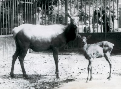 En Wapiti/Elg med fawn i paddocken deres med besøkende som ser på gjennom barer, London Zoo av Frederick William Bond