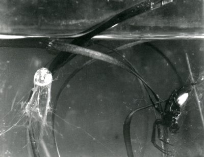 A Water Spider og dens luftklokke under vann, London Zoo, oktober 1925 av Frederick William Bond