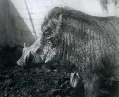 Et vortesvin som står i gjørme, London Zoo, 1927 av Frederick William Bond