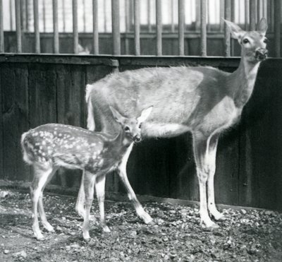 En hvithale-virginian hjort med sin fawn i London Zoo i august 1927 av Frederick William Bond
