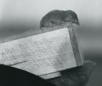 En hvittannet spissmus ser ned over kanten av en trekasse, holdt av en hanskebeskyttet hånd, London Zoo, april 1917 av Frederick William Bond