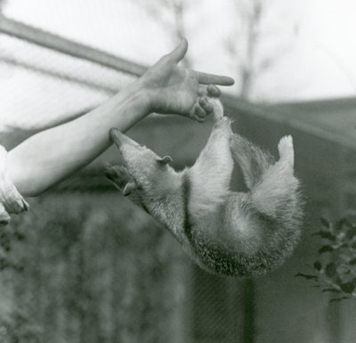 En Tamandua med ung krage som henger på keeperfingrene med sin gripende hale mens den strekker seg for å holde på keeperarmen, London Zoo, april 1925 av Frederick William Bond