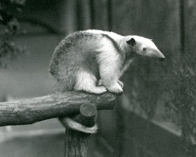 En Tamandua med ung krage som sitter i enden av en gren som holder seg fast med sin gripehale, London Zoo, 24. april 1925 av Frederick William Bond