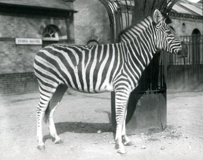 En sebra står i paddocken utenfor Zebra House i London Zoo i 1925 (s/hv-bilde) av Frederick William Bond