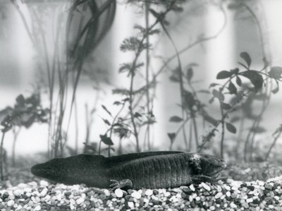 En svart Axolotl/meksikansk salamander hviler på grus på gulvet i en tank i London Zoo i 1928 (s/hvitt-bilde) av Frederick William Bond