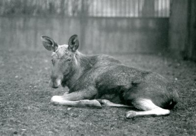 En okse ElkMoose, som viser arrene etter det nylig utgytte geviret sitt, liggende ved London Zoo, januar 1926 av Frederick William Bond