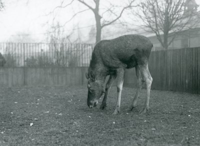 En okse Elg/Elg står i paddocken hans og strekker seg ned mot gresset, London Zoo, januar 1926 (s/hvitt-bilde) av Frederick William Bond