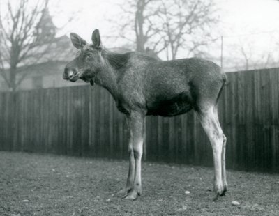 En okse ElkMoose, med sår av nylig utgytt gevir, stående i London Zoo, januar 1926 av Frederick William Bond