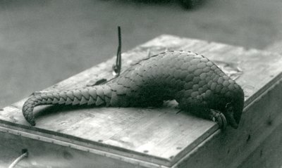 En kritisk truet kinesisk Pangolin ser ned over kanten av trekassen den sitter på, London Zoo, juli 1925 av Frederick William Bond