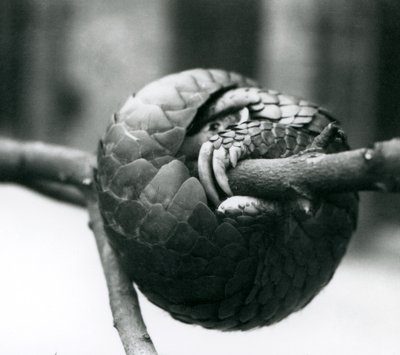 En kritisk truet kinesisk Pangolin hviler, krøllet rundt en horisontal gren, London Zoo, før 1930 av Frederick William Bond