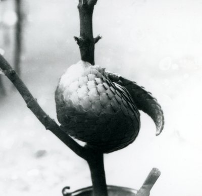 En kritisk truet kinesisk Pangolin hviler, krøllet rundt en vertikal gren, London Zoo, juli 1925 av Frederick William Bond
