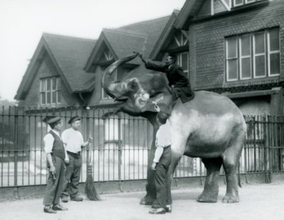 En dekorert indisk elefant, med tre voktere og trener, utenfor Elephant House i London Zoo i 1927 av Frederick William Bond