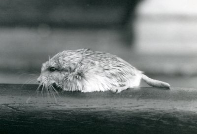 En fetthale / duprasi ørkenrotte, London Zoo, juli 1925 (s/hvitt-bilde) av Frederick William Bond