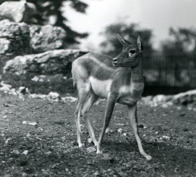 En kvinnelig svartbukk i London Zoo i 1924 av Frederick William Bond