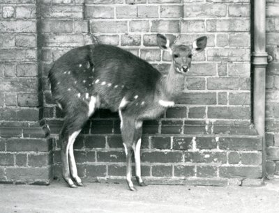 En kvinnelig Cape BushbuckImbabala stående mot en vegg i London Zoo i oktober 1927. av Frederick William Bond