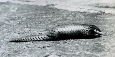 En kvinnelig kinesisk Pangolin i London Zoo i august 1925 av Frederick William Bond