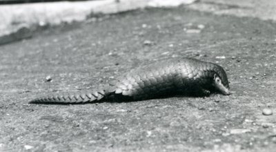 En kvinnelig kinesisk Pangolin i London Zoo i august 1925 av Frederick William Bond
