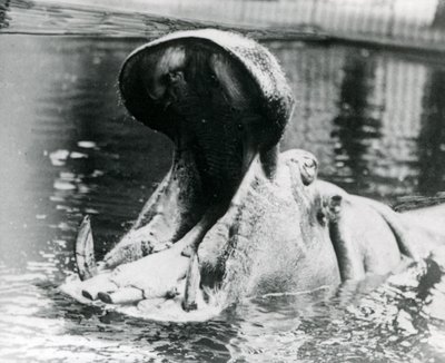 En kvinnelig flodhest, 'Guy Fawkes' gapende i et basseng i London Zoo rundt 1900. 'Guy Fawkes' ble født til moren 'Adhela' 5. november 1872. av Frederick William Bond