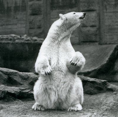 En kvinnelig isbjørn sitter på huk på Mappin-terrassene i London Zoo i september 1928 av Frederick William Bond