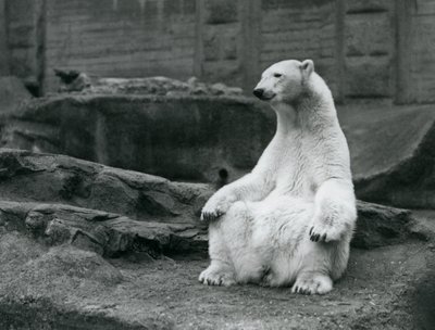 En kvinnelig isbjørn sitter på huk på Mappin-terrassene i London Zoo i september 1928 av Frederick William Bond