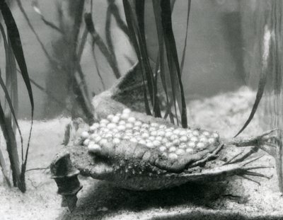 En kvinnelig surinampadde med eggene hennes innebygd i huden på ryggen, London Zoo av Frederick William Bond