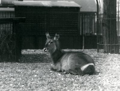 En kvinnelig vannbukk, Kobus ellipsiprymnus, sitter i innhegningen hennes i London Zoo, juni 1924 av Frederick William Bond