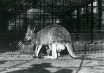 En kvinnelig doe flyer jill rød kenguru med unger eller joey i posen hennes, London Zoo, 1922 av Frederick William Bond