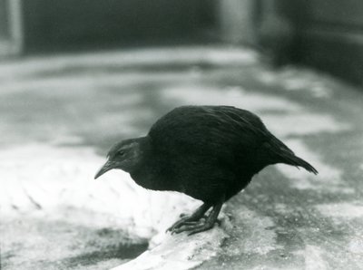 En flyløs WekaMaori-høne Woodhen i London Zoo i 1927 av Frederick William Bond