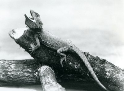 En gapende skjeggdrage holder fast i en tømmerstokk, London Zoo, august 1928 (s/hvitt-bilde) av Frederick William Bond