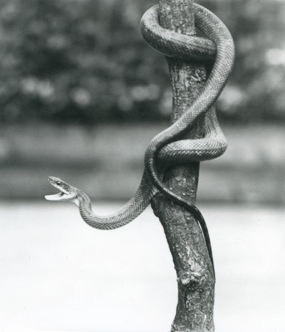 En gapende Texas Rat Snake kveilet seg rundt en vertikal gren ved London Zoo i august 1928 (s/hvitt-bilde) av Frederick William Bond