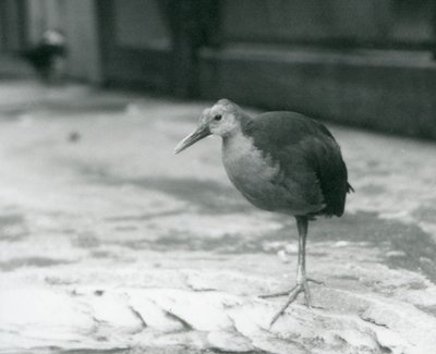 En gråhalset treskinne eller gråhatt treskinne (Aramides cajaneus) stående på ett ben i London Zoo i september 1927 av Frederick William Bond