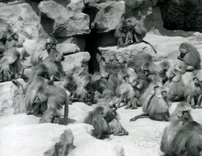 En gruppe eller tropp av hellige bavianer som sitter på steiner i innhegningen deres, London Zoo, juli 1925 av Frederick William Bond