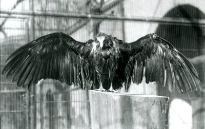 En hettegribb, stående på en tømmerstokk med utstrakte vinger, nyter en aprildusj i London Zoo, før 1930 (s/hv-bilde) av Frederick William Bond