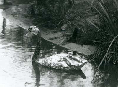 En hybridsvane, Mute x Black, svømmer i en dam ved London Zoo i 1927 av Frederick William Bond