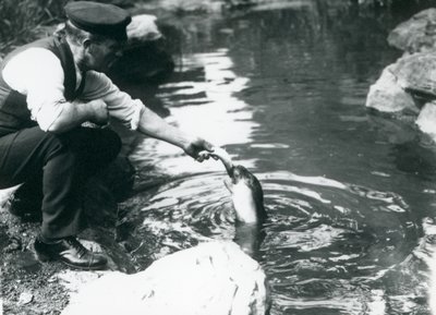 En keeper som mater fisk til en ung klappmyss i bassenget i London Zoo, juni 1914 av Frederick William Bond