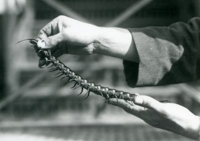 En keeper som holder en gigantisk tusenbein i hendene, London Zoo, 1927 av Frederick William Bond