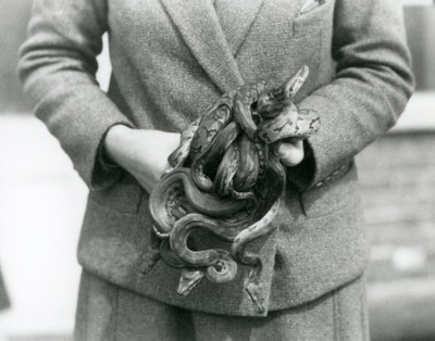 En keeper som holder en knute av ung Royal eller Ball Python i London Zoo i 1931 (s/hv-bilde) av Frederick William Bond