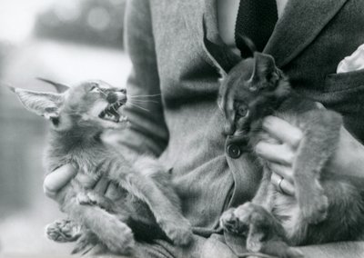 En vokter som holder et par Caracal-kattunger på fanget, London Zoo, 1924 av Frederick William Bond